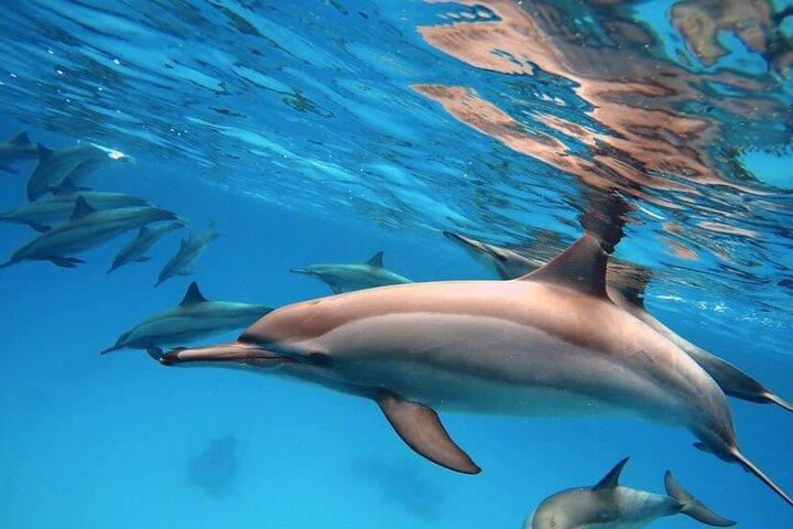 Dolphin House Tours in Marsa Alam