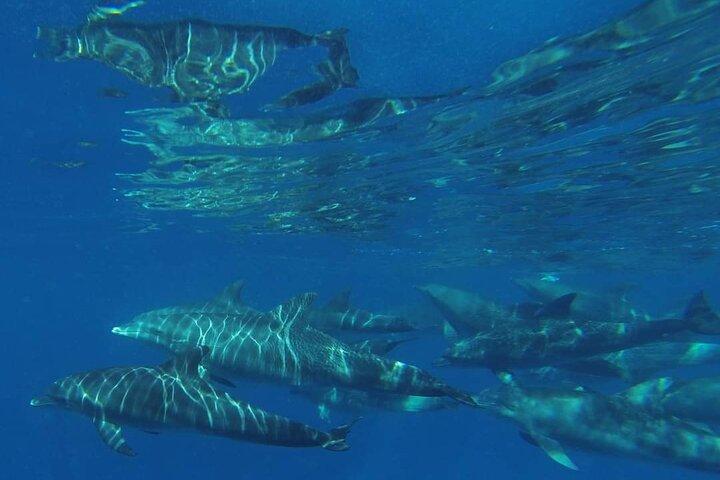 Mergulho na Ilha de Mnemba e Natação com Golfinho