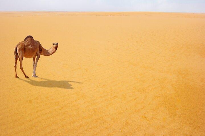 Privat Tour Desert Safari i Al Thumama från Riyadh