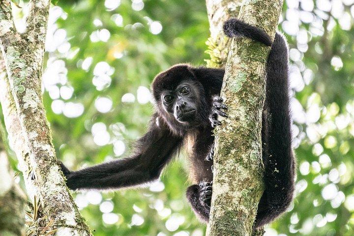 Guanacaste regnskogsafari med måltid