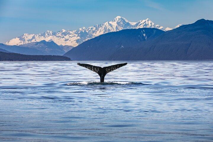 Kaikōura Whale Watch Tour fra Christchurch - Lille gruppe