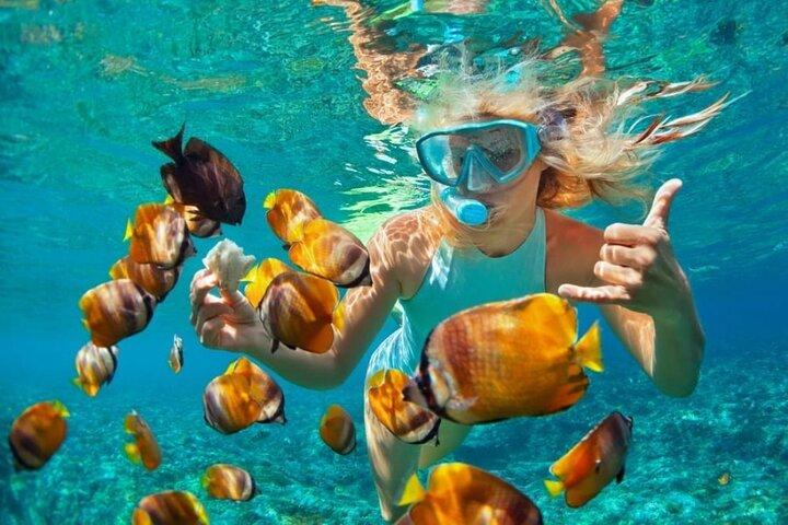 Mnemba Island Safari Marinho Snorkeling e observação de golfinhos
