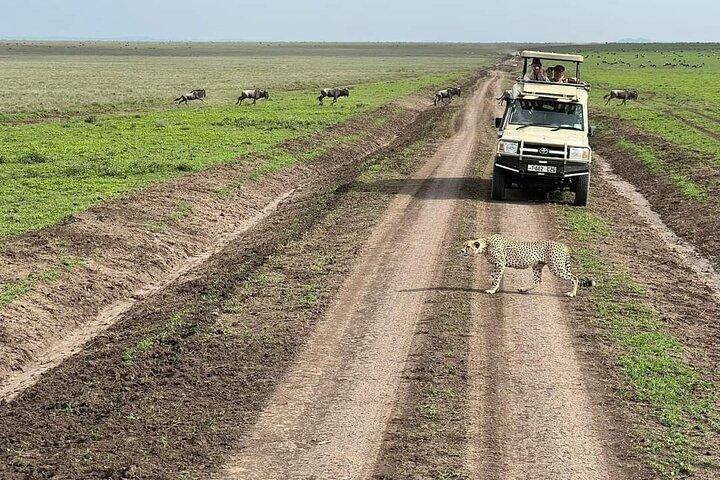 5 - Dag Tanzania Safari Vakanties