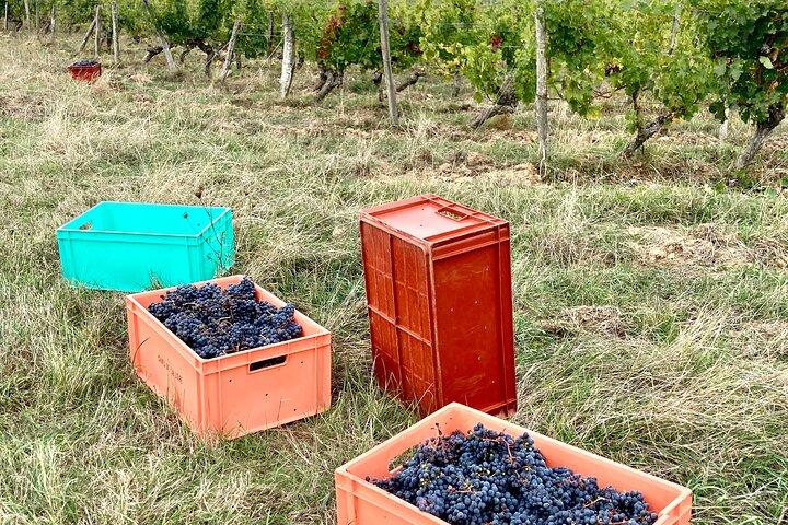 Picknick in den Reben - ein einzigartiges Loire-Weinerlebnis