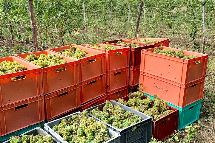 Epikureische Entdeckungstour mit Wein und lokalen Spezialitäten