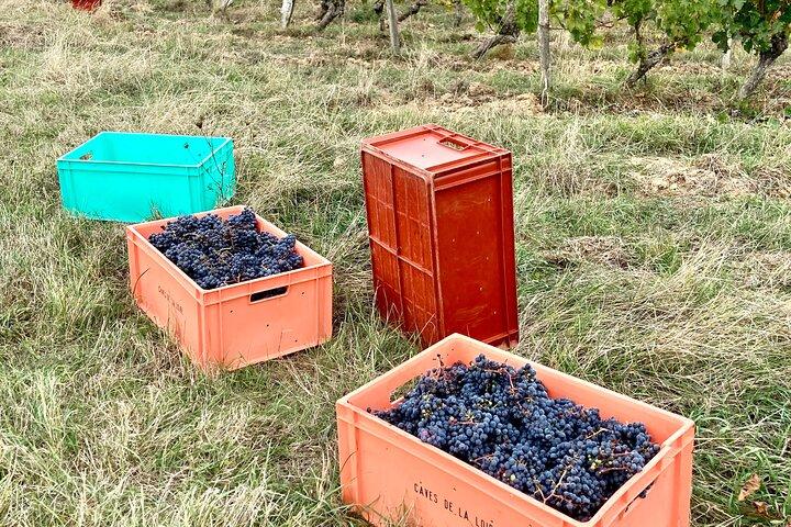 Epikureische Entdeckungstour mit Wein und lokalen Spezialitäten