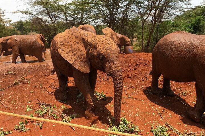 Nairobi City Safari : Park & Elephant orphanat