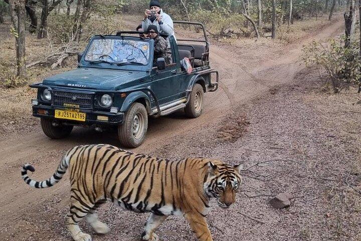Privat Tiger Safari Dagstur Jaipur till Ranthambore