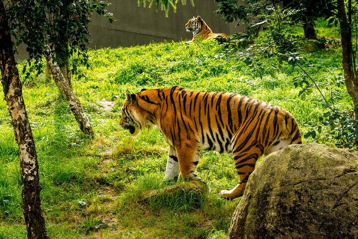 ダブリン動物園の優先入場チケットとプライベート送迎