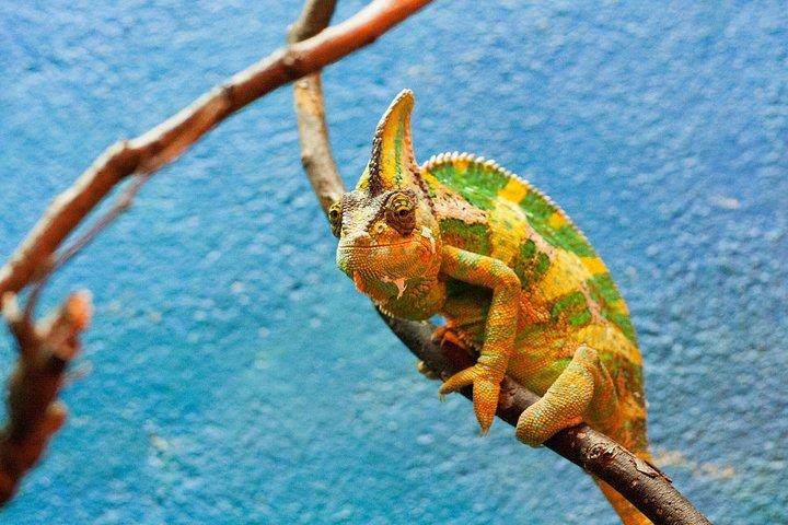 ダブリン動物園の優先入場チケットとプライベート送迎