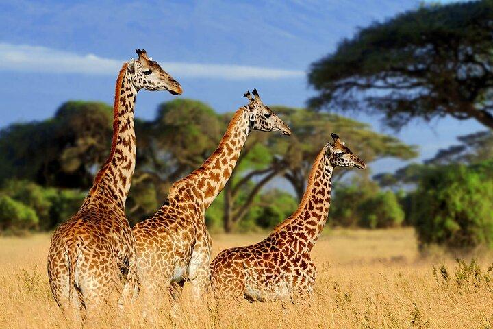 4 - Día Serengeti Ngorongoro Camping