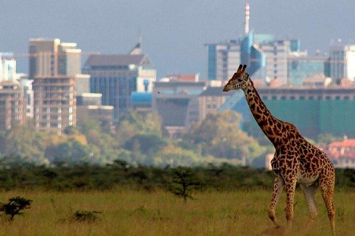 ナイロビ国立公園、キリンセンター＆ボマス文化ダンス