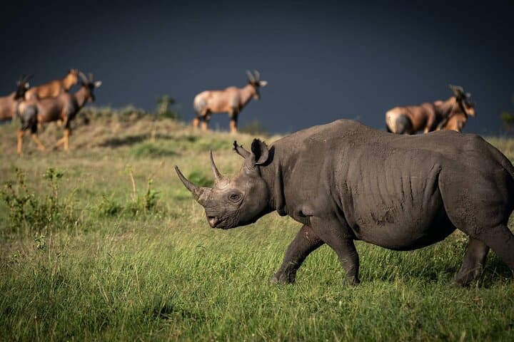 Giraffe Centre and Nairobi National Park Experience Joining Tours