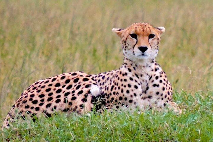 Safari de vacaciones privado de 8 días en Bush y la playa
