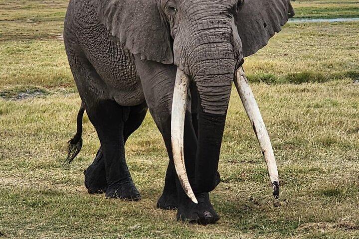 Tour privato di 11 giorni per esplorare Amboseli e Samburu