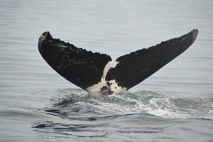 Whale watching 3 hours in Puerto Vallarta