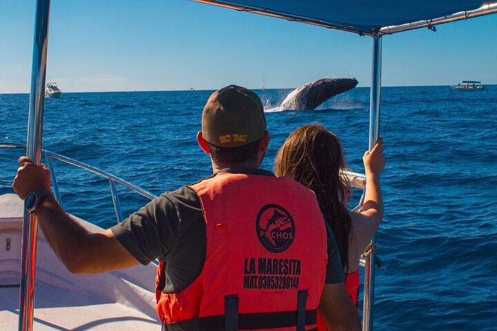 Whale Watching Experience in Cabo San Lucas 2 hours