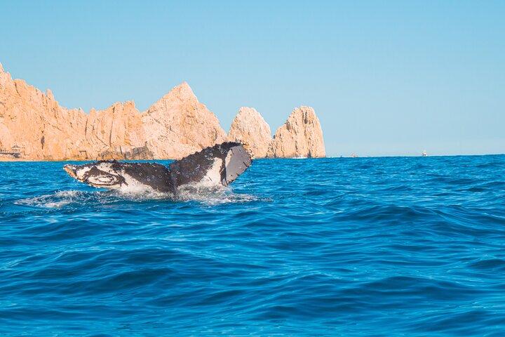 Whale Watching Experience in Cabo San Lucas 2 hours