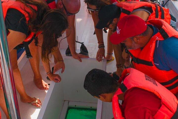 Whale Watching Experience in Cabo San Lucas 2 hours