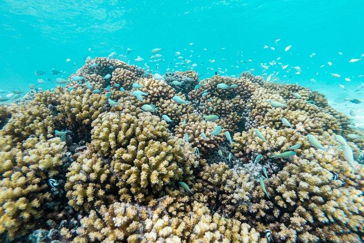 3-timers snorkeltur
