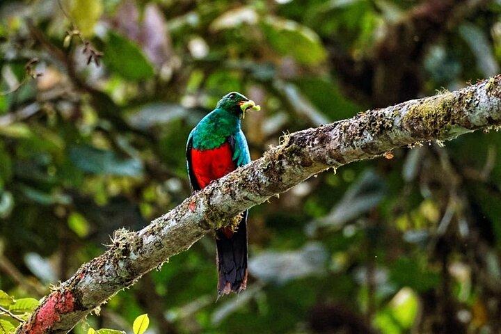 Mindo Cloud Forest privat tur: Fågelskådning, Fåglar & natur