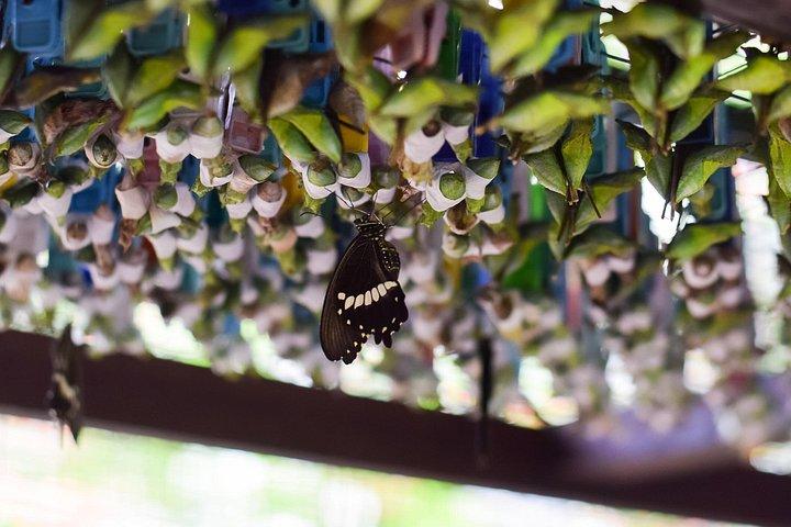 エントピア バタフライ ファームとトロピカル スパイス ガーデンへのプライベート ツアー