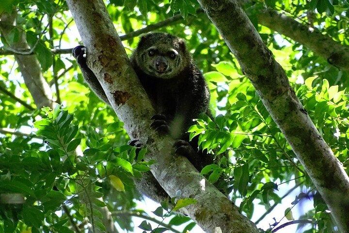 Im Tangkoko Bitung Manado Nature Tourism Park ist das Mittagessen inbegriffen.