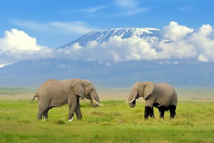 Private Day Tour Amboseli National Park With 4*4 vehicle