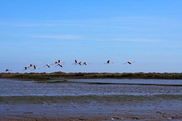 Lisbonne : Excursion en bateau - Observation des oiseaux dans la réserve naturelle du Tage