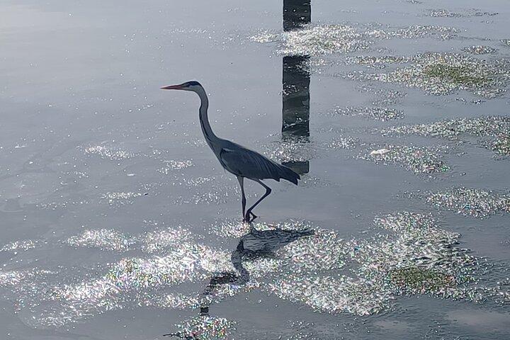 リスボン：ボートツアー - テージョ自然保護区での野鳥観察