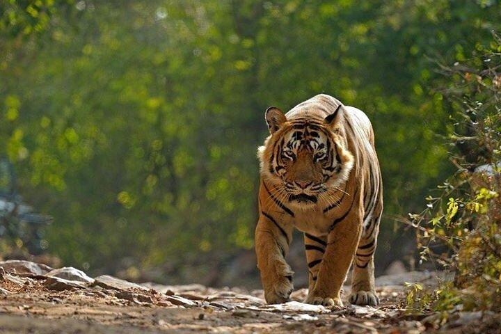 2-dages privat Ranthambhore Tiger Tour fra Delhi