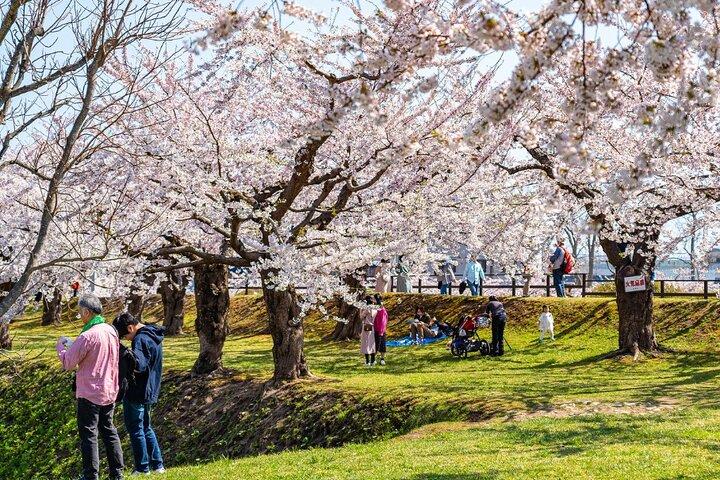 4-stündiges privates Kirschblüten-„Sakura“-Erlebnis in Nagasaki