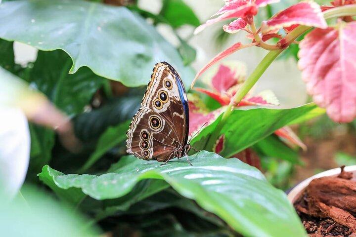 Dubai Miracle Garden and Butterfly Garden Tickets