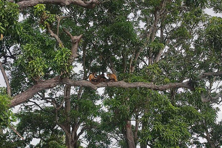 リベリア発、ニカラグアのマサヤ火山とグラナダへの日帰り旅行