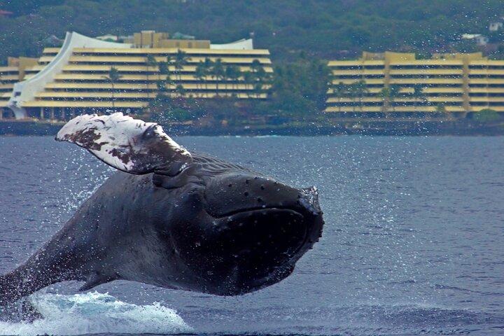 Osservazione stagionale delle megattere in piccoli gruppi a Kona