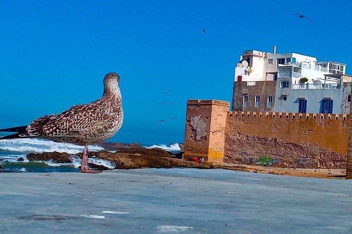 Essaouira day trip shared group from Marrakech