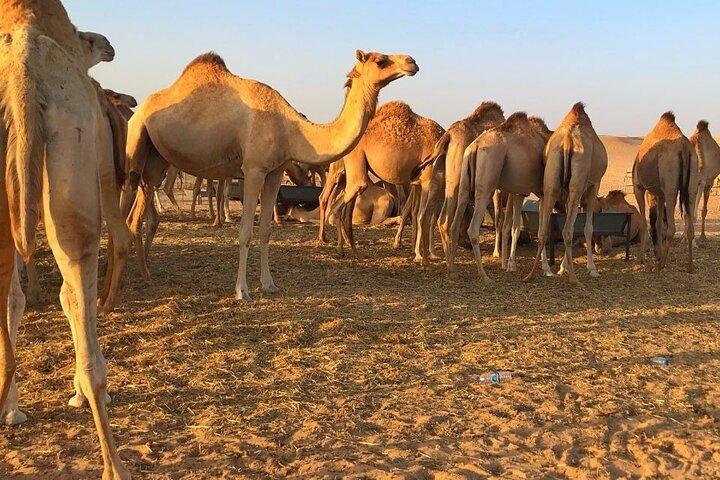 Evening Desert Safari Abu Dhabi with Hot BBQ Dinner