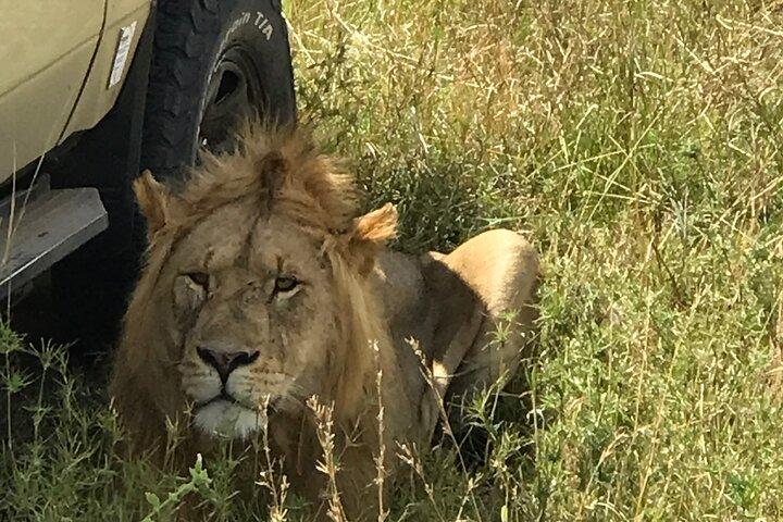 Wonderen van de natuur: 5-daags Tanzania Wildlife Safari-avontuur