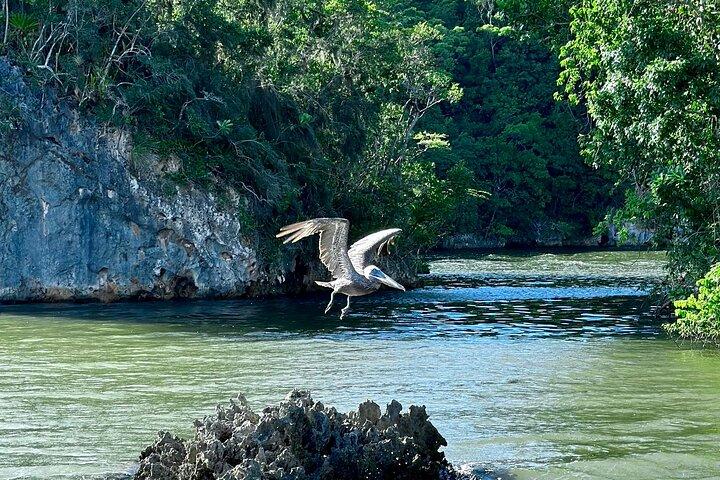 2en1 : Parque Nacional Los Haitises + Cascada del Yanigua-SPA