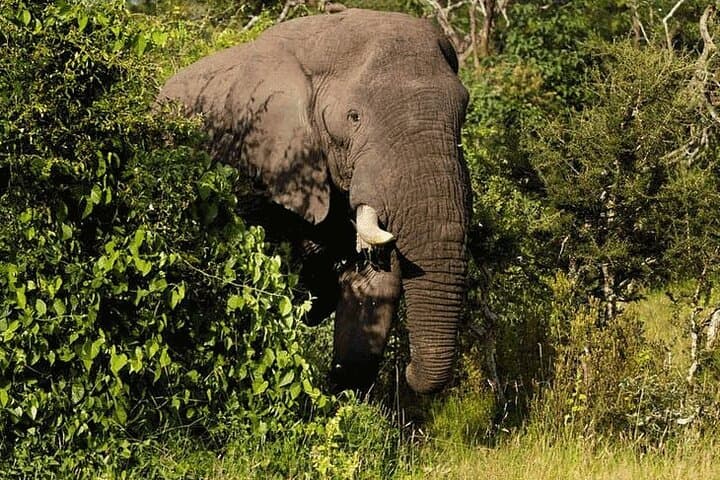 Private Big 5 Safari at Aquila Game Reserve from Cape Town