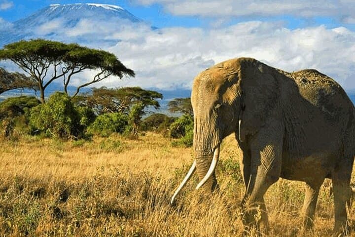 Private Big 5 Safari at Aquila Game Reserve from Cape Town