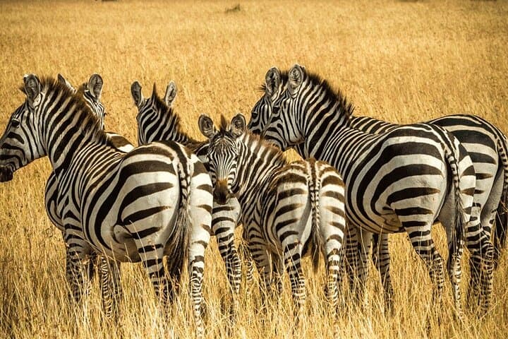 Private Big 5 Safari at Aquila Game Reserve from Cape Town