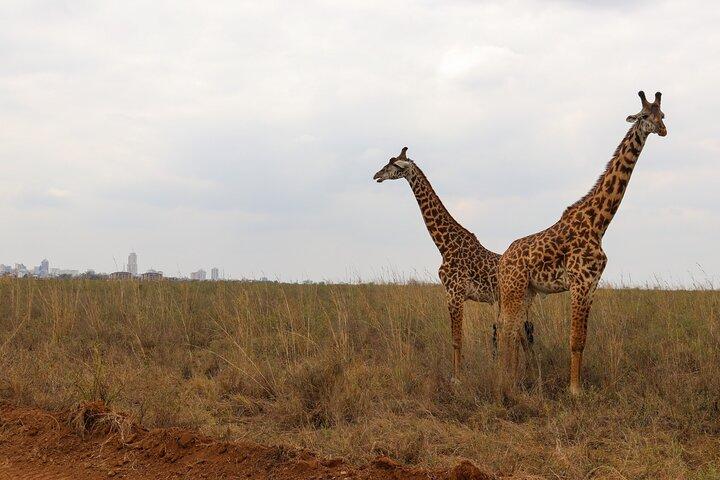 Nairobi City Safari : Park & Elephant orphanat