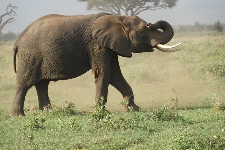 Private Adventure Amboseli national Park Day tour