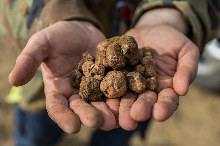 Truffeljachtervaring met lunch en Chianti-wijnproeverij