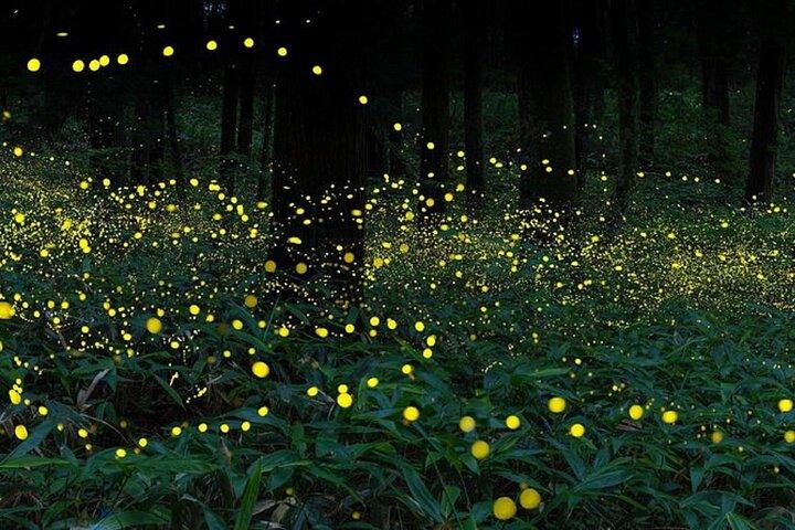 Kuala Selangor Firefly Blinking's inclusief dinergroepstour