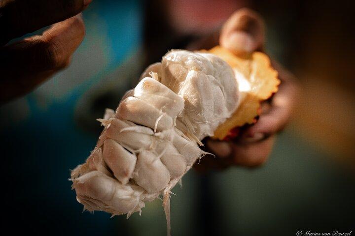 Tour de medio día a la granja de cacao y degustación de frutas tropicales