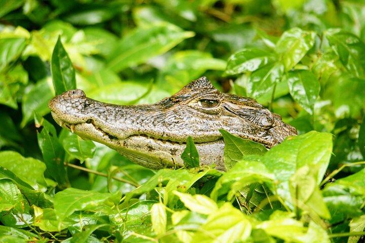 Tortuguero: tour in canoa, escursione giornaliera, tour in collina, tour notturno o tour della deposizione delle uova