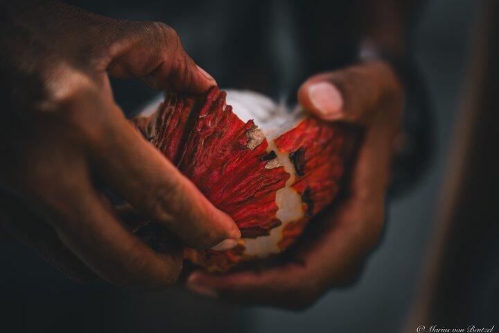 Tour de medio día a la granja de cacao y degustación de frutas tropicales
