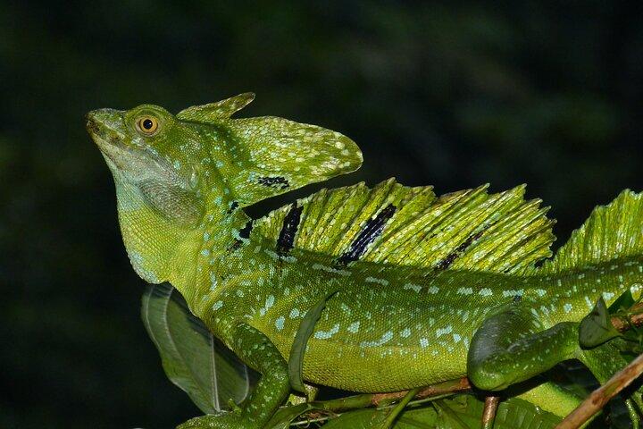 Tortuguero: tour in canoa, escursione giornaliera, tour in collina, tour notturno o tour della deposizione delle uova